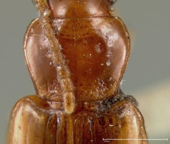 Media type: image;   Entomology 7149 Aspect: pronotum dorsal